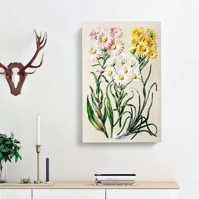 Groundsel Daisy Flowers by Sarah Featon - Wrapped Canvas