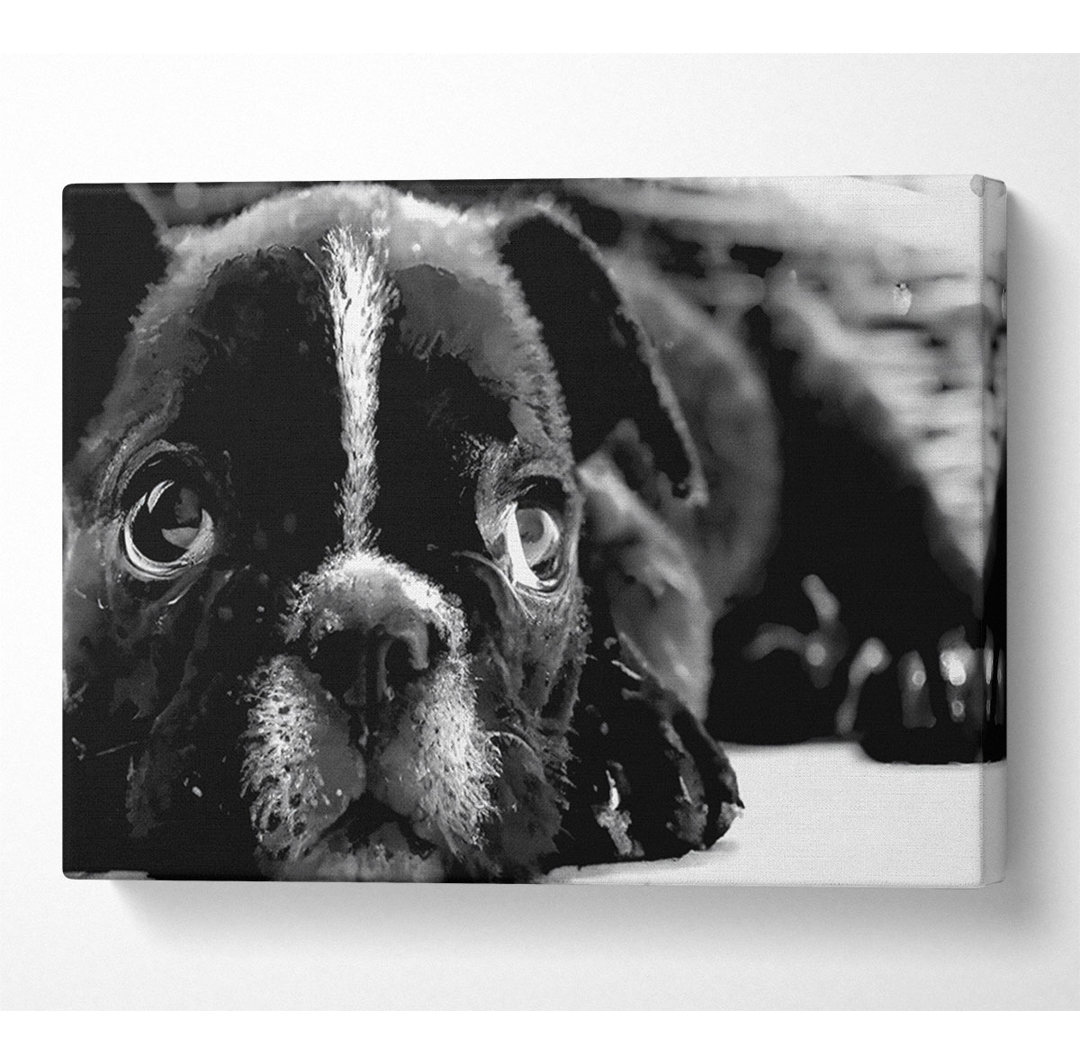 Schwarze Französische Bulldogge Welpe - Druck