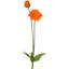 Coquelicot d'été + bourgeon 29 po -853245133