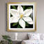 «Midnight Magnolia I», reproduction encadrée de qualité supérieure - prête à être accrochée-1312906268-1312906262-1312969341