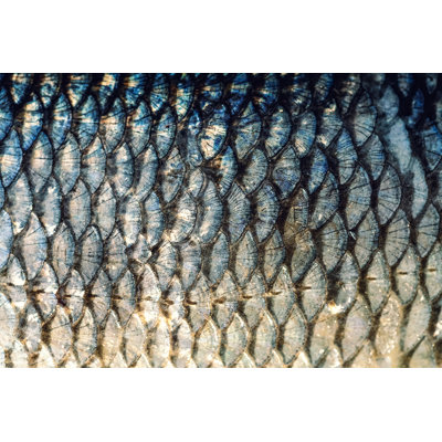 " The Fish Scales " by Zazamaza