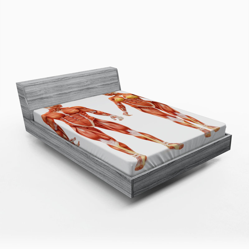 Drap-housse en anatomie humaine, Drap-housse de taille double