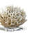 Ribbon Coral-17748650