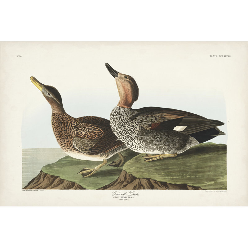 Pl 348 Galdwell Duck, H 12 po x l 18 po