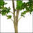 76" Artificial Enkianthus Tree With Pot