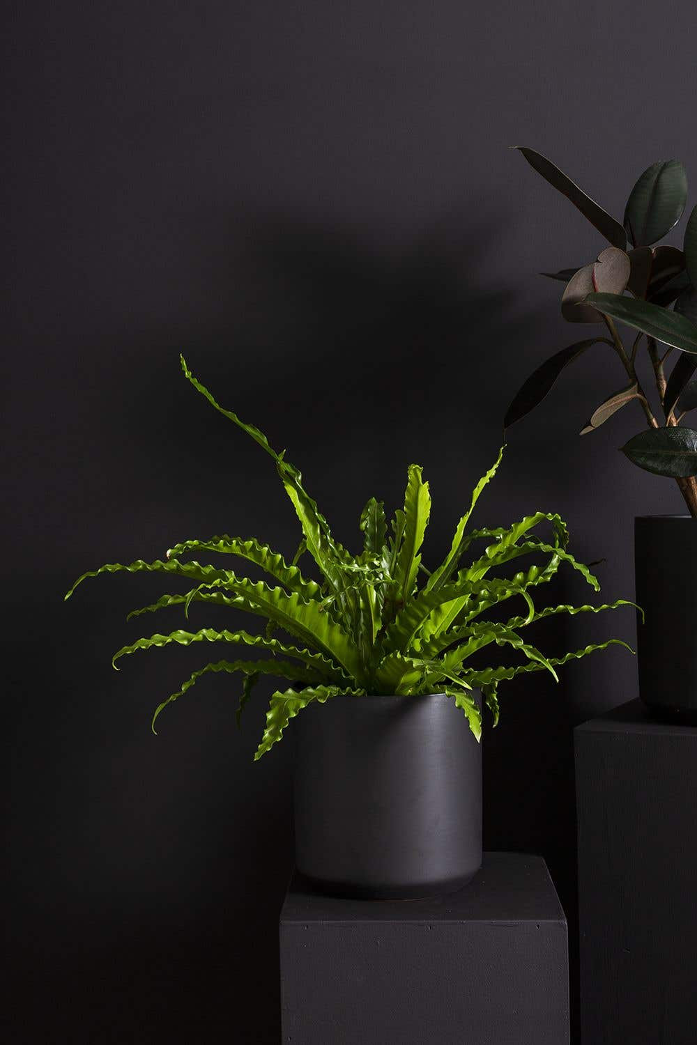Parsons 5" Ceramic Pot Planter, Black