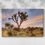 Joshua Tree Sunrise - Toile tendue avec châssis tendue, prête à être accrochée-904102655-904102652