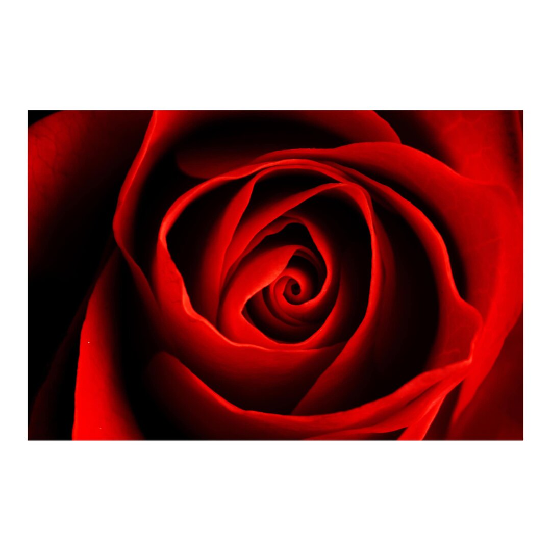 Matt Fototapete Liebliche Rose 2,25 m x 336 cm