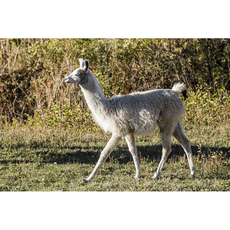 Llama Portrait X by Tyler Stockton - Photograph, 51 cm H x 76 cm W, Wrapped Canvas