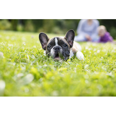 Baby French Bulldog by Julpo