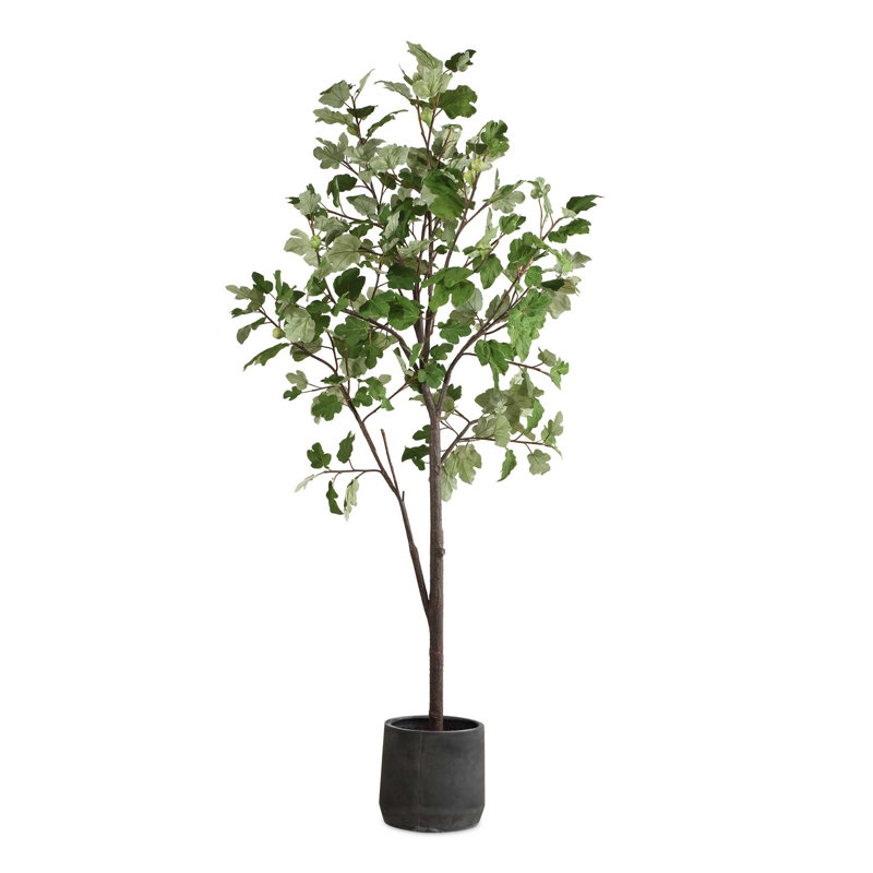 Figuier en pot Uttermost Eden