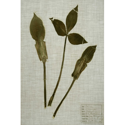 Feuilles pressées sur lin IV