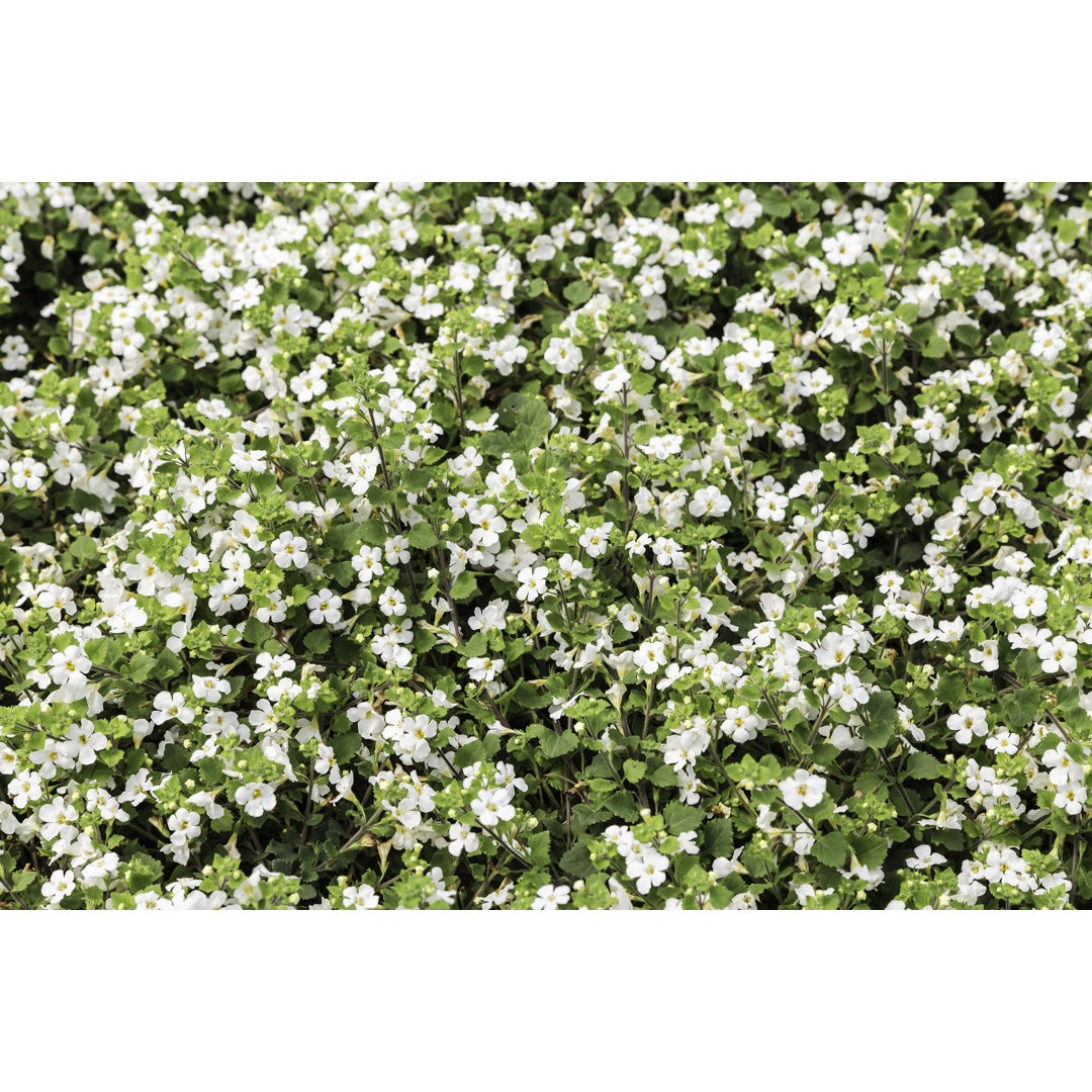 Bacopa Monnieri, Blühender Hintergrund von THEGIFT777 - Kunstdrucke