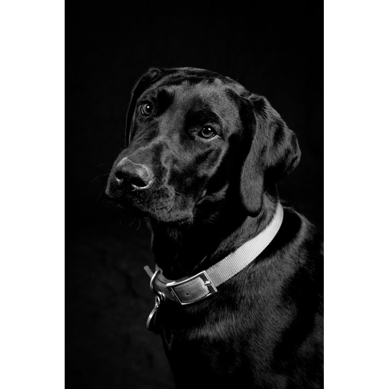 Labrador noir, H 18 po x l 12 po