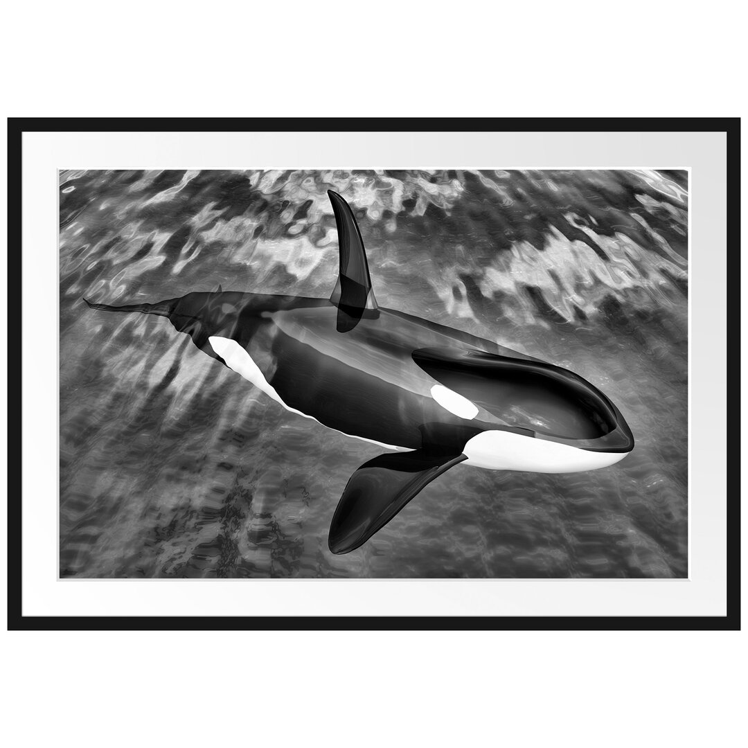 Gerahmtes Poster Orca im blauen Meer