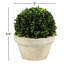 Boxwood Topiary in Ceramic Pot-1650479081