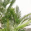 Palmier Areca en pot-1126103354