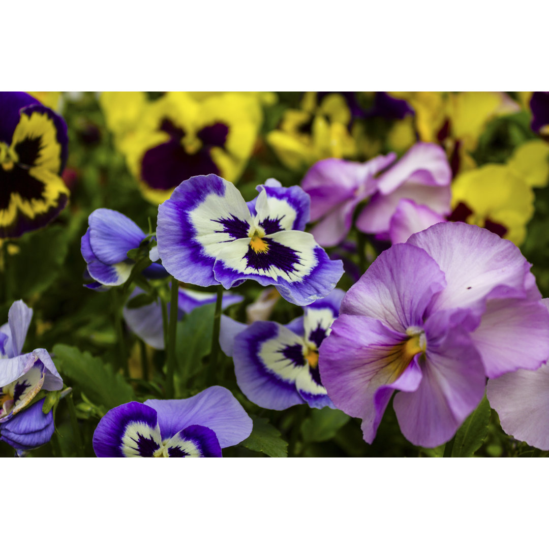 Leinwandbild Pansies