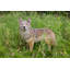 Statue Coyote debout