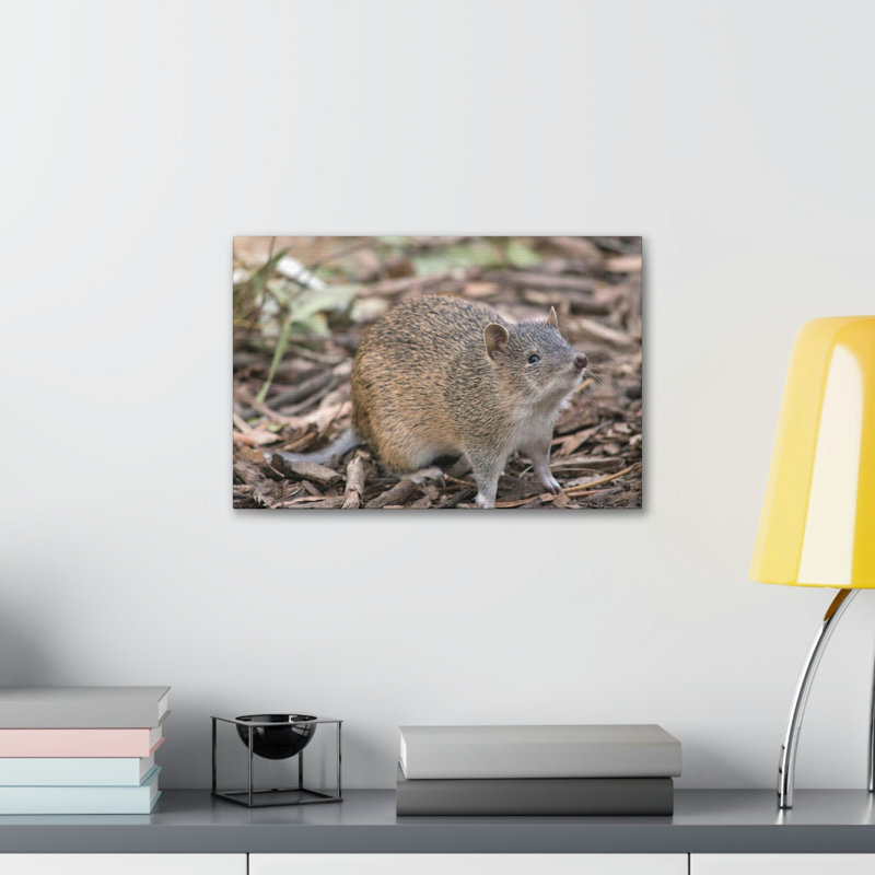Art mural majestueux Bandicoot, H 12 po x l 18 po