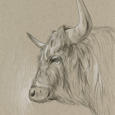 Esquisse de bison II