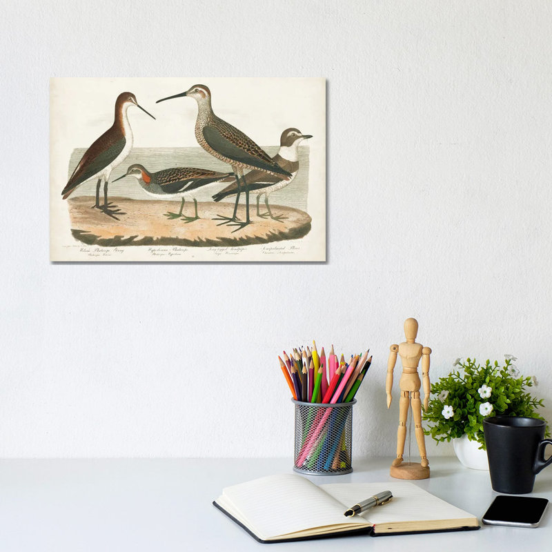 Waterbird Trio II by Alexander Wilson - Wrapped Canvas Gallery-Wrapped Canvas Giclée, 20.32 cm H x 30.48 cm W