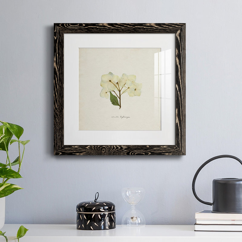 Cornales Hydrangea I-Premium, reproduction encadrée - prête à être accrochée, H 31,5 po x l 31,5 po x P 1,5 po, Blanc