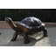 Giant Tortoise - Turtle bronze statue -  Size: 64"L x 36"W x 36"H.