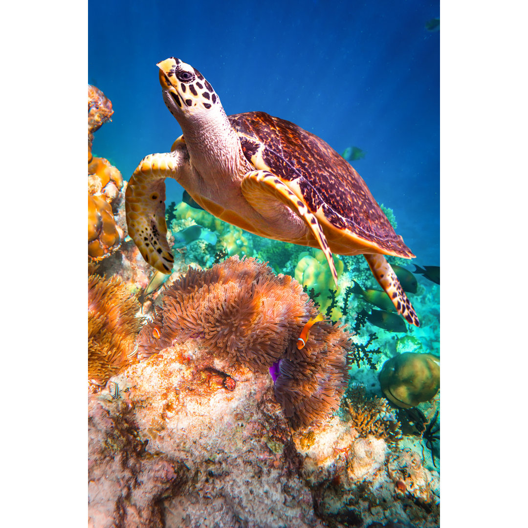 Leinwandbild Hawksbill Turtle von Cookelma