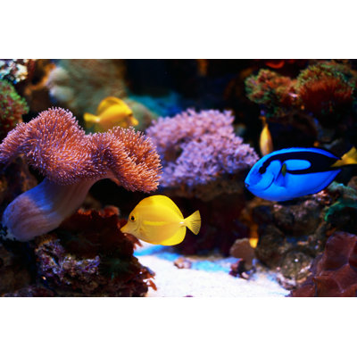 Paracanthurus Hepatus by FGorgun - Wrapped Canvas Print