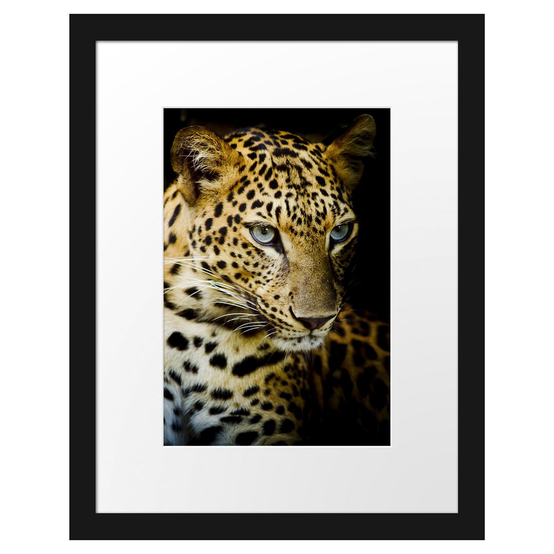 Gerahmtes Poster Leopard mit blauen Augen