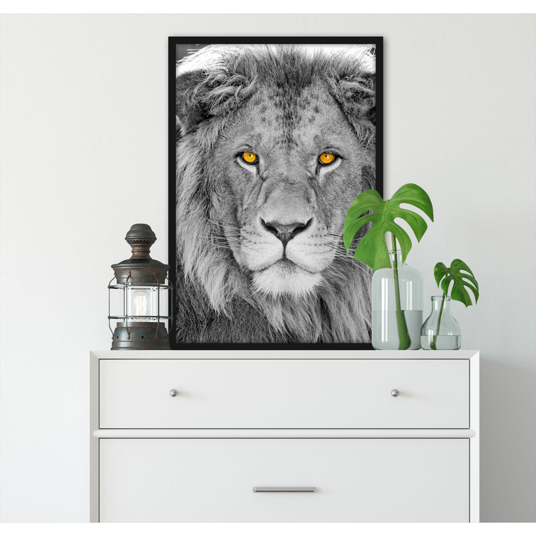 Gerahmtes Poster Beautiful Lion