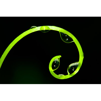 Grapevine Tendril with Water Droplets by Shulz