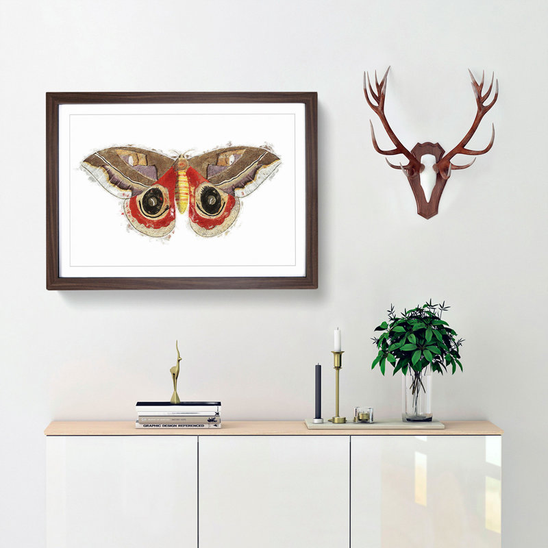 Automeris Moth by George Shaw - Single Picture Frame Painting, 45cm H x 63cm W x 2cm D, Walnut Framed