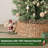 Rattan Tree Collar-119353022