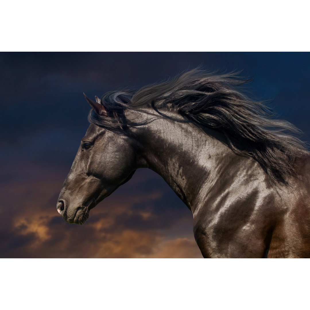 Black Horse In Motion by Callipso - Wrapped Canvas Print