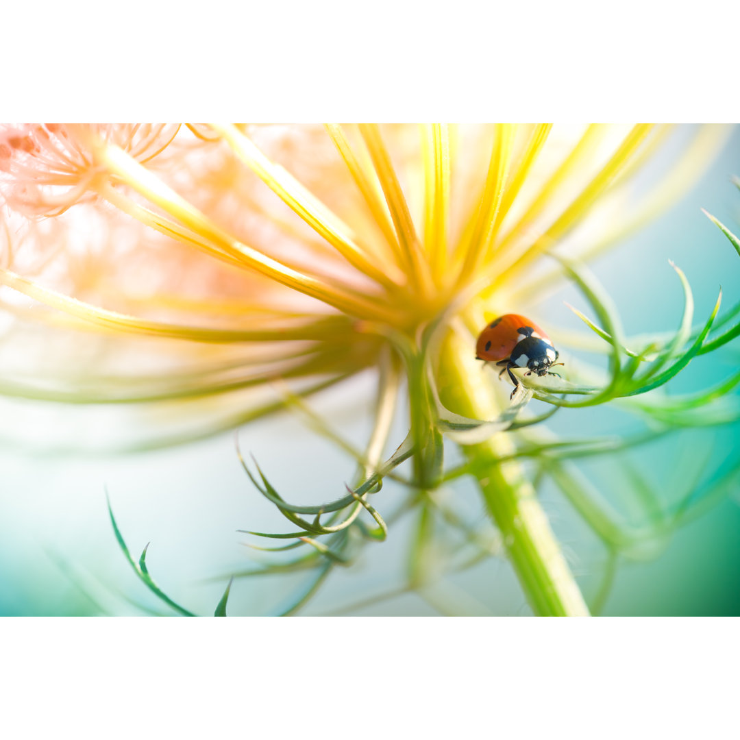 Marienkäfer auf Wildblume sitzend von Pawel.gaul - Drucken