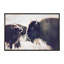 Photographie buffalo-43719317-43719323