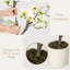 120cm Plant
