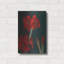 "Amaryllis Amigo" par Christopher Pierce-909888066