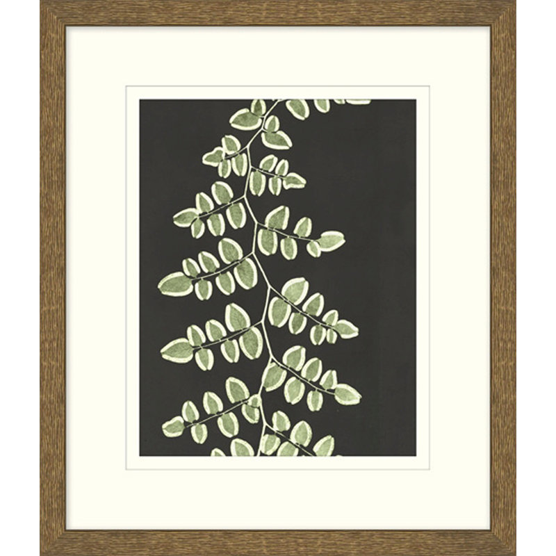 Graphic Lewis Ferns 4 Print
