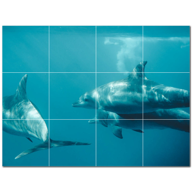 Dauphin photo 6 x 6