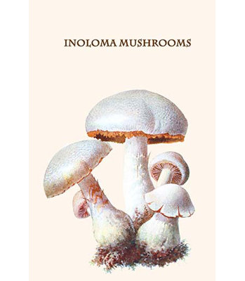 « inoloma champignons » par edmund michael-impression d’art graphique