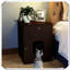 Caisse en bois pour animal de compagnie-573612194