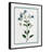 Shabby Soft Shabby Elegance Botanical II by Kelly Donovan - Floater Frame Print on Canvas-73279574-73279577