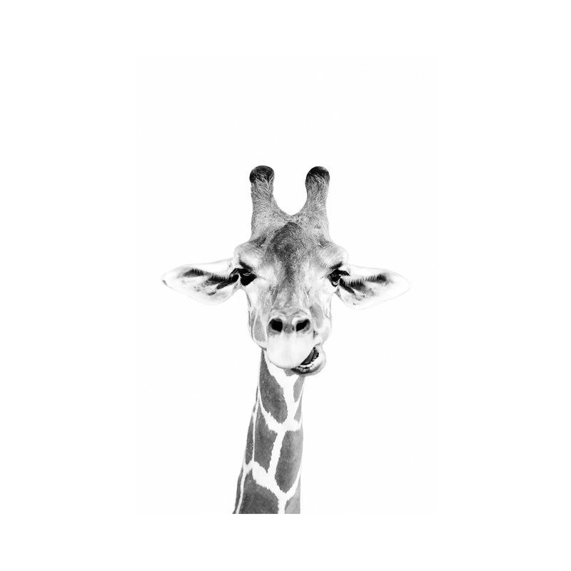 Happy Giraffe In Black & White by Sisi & Seb - Wrapped Canvas Print, 66.04 cm H x 45.72 cm W x 1.91 cm D