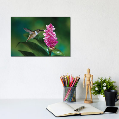 Female Scintillant Hummingbird At Flowers Of An Epiphytic Orchid, Monteverde Cloud Forest Reserve, Costa Rica by Michael & Patricia Fogden - Wrapped Canvas Gallery-Wrapped Canvas Giclée