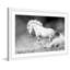 « flambing bronco », reproduction de photo sur papier encadrée-19578803