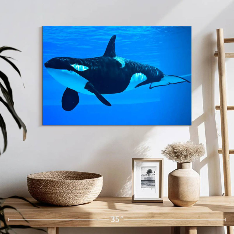 Brampt Friendly Killer Whale, 16" H x 24" W