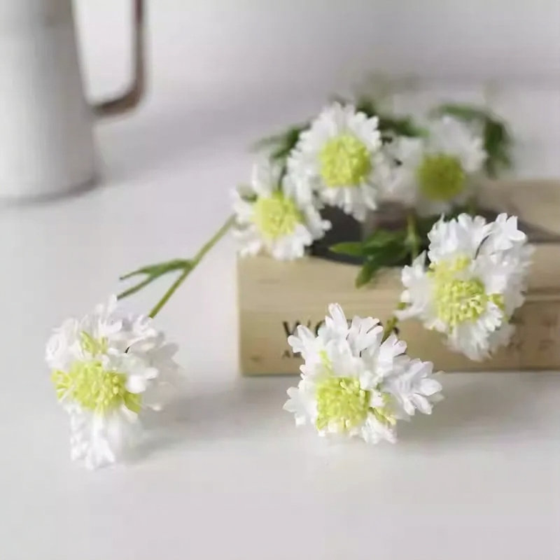Tige minimale Scabiosa - 19,7 po, [C] 6 tiges, Fresh White